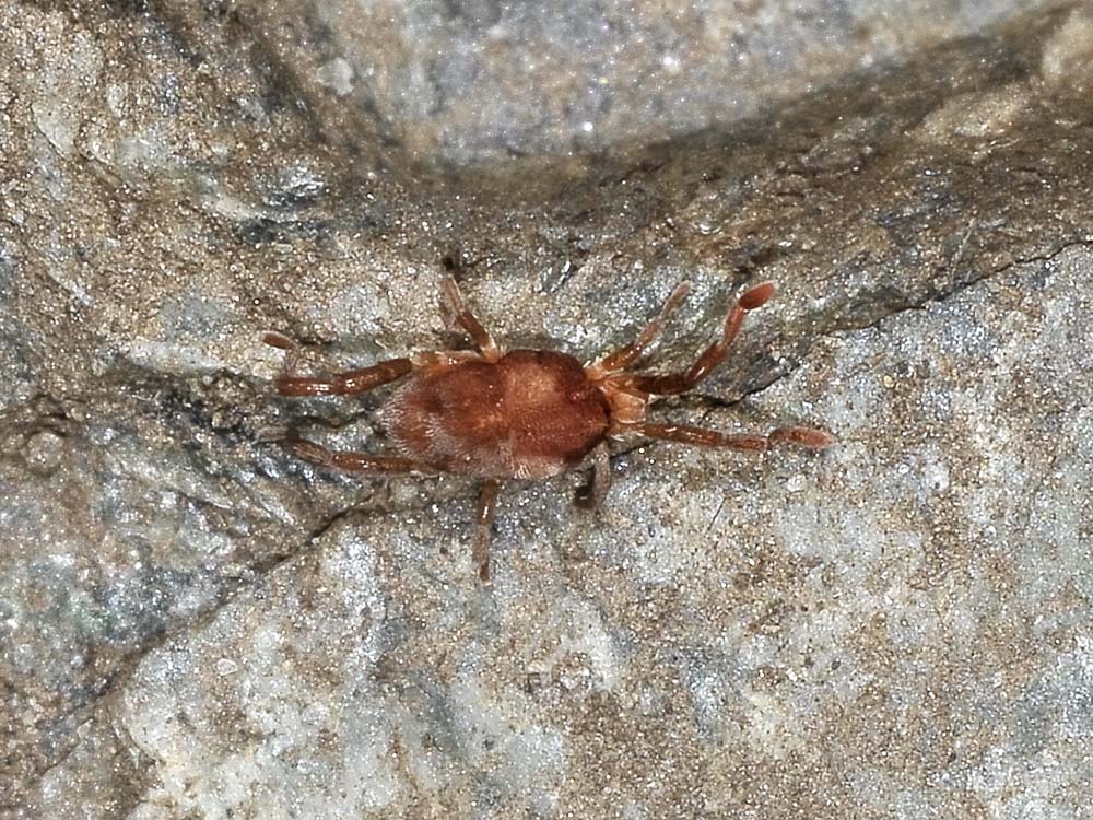 Leptus trimaculatus?